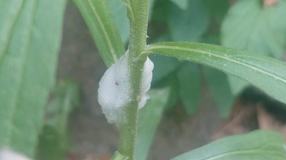 Spittlebugs-“What’s on my plant?!?” + Early Spring Medicinal Edible Goutweed + Garden Bed Plans Spittlebugs-"What's on my plant?!?" + Early Spring Medicinal Edible Goutweed + Garden Bed Plans