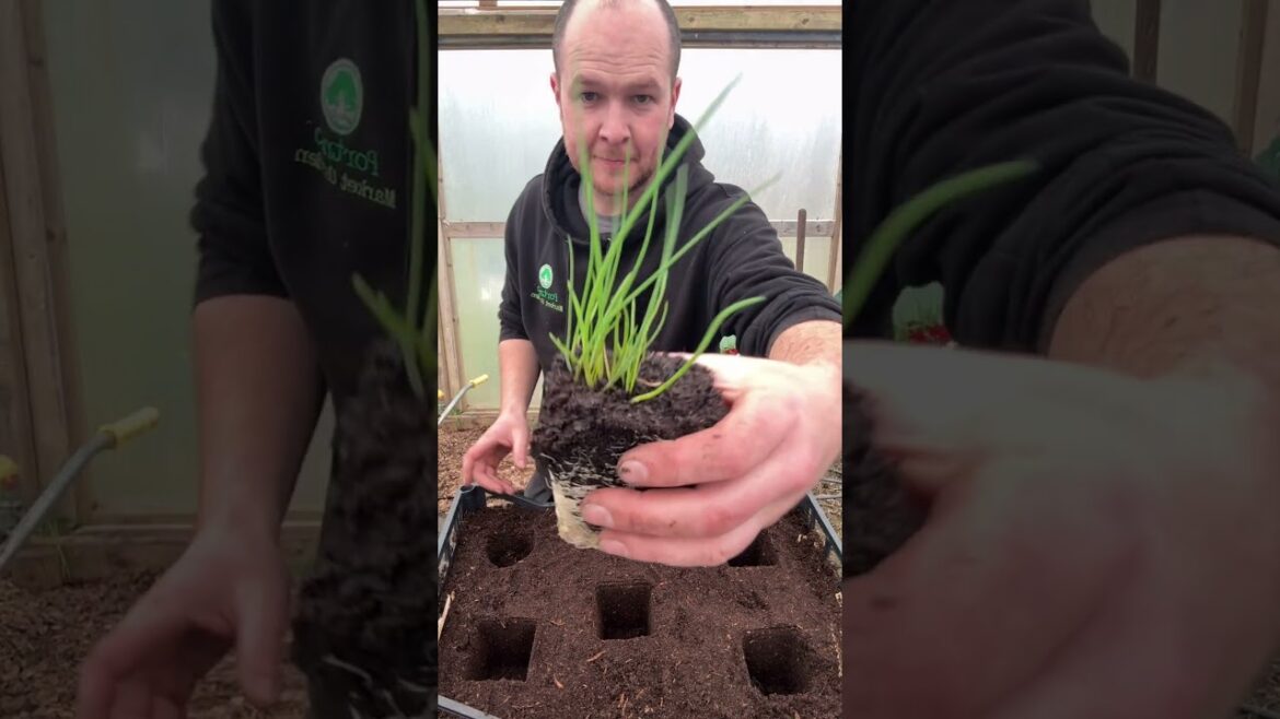 Grow your own mini herb garden. #gardening #growyourown #grow  #growherbs #realfood