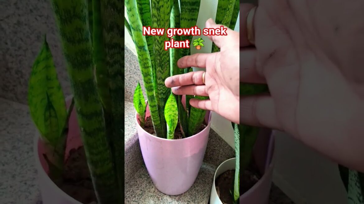 Summer season snek plant care tips#plants#gardeningideas#ytshorts