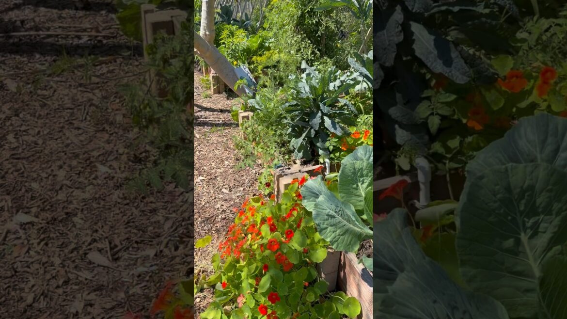 Edible Food Forest in St. Pete – Grow Food, Feed Community & Compost Edible Food Forest in St. Pete - Grow Food, Feed Community & Compost