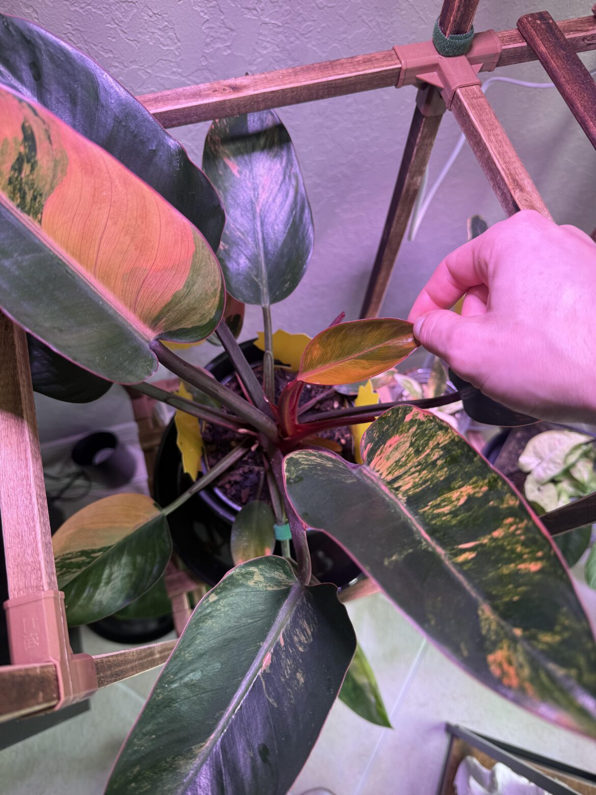 Is this a sign it’s time to repot due to being too root bound? Is this a sign it’s time to repot due to being too root bound?