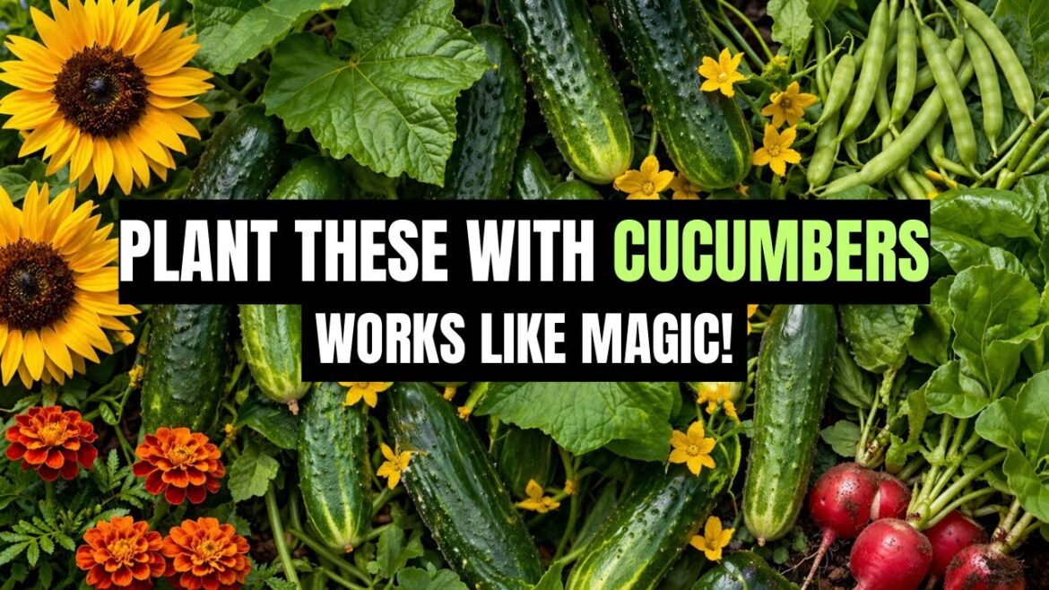 Companion Plants for Cucumbers That Boost Growth & Protect Your Harvest (Avoid These Mistakes!)