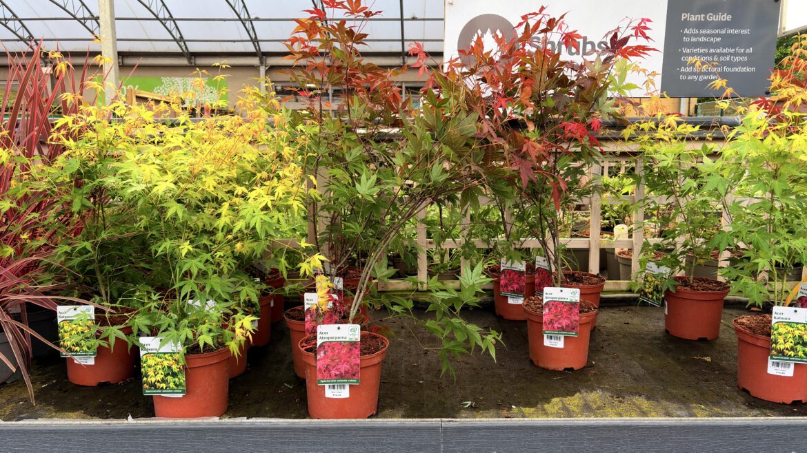 Acers at Woodies. They have Katsura and Atropurpurea at Blanch. €16.99 (don’t look like they’re grafted.)