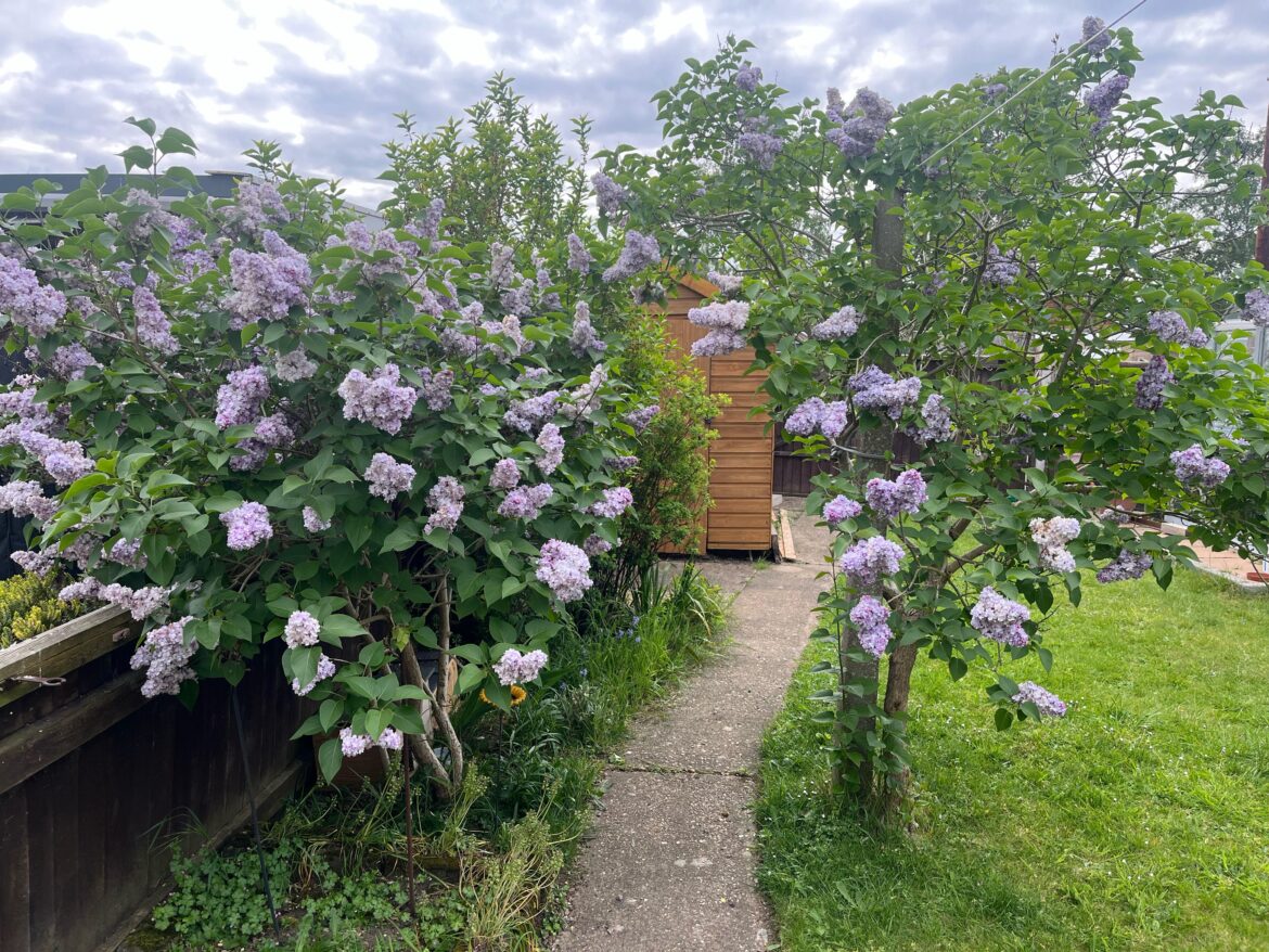 Why do pigeons attack my lilacs each year? Why do pigeons attack my lilacs each year?