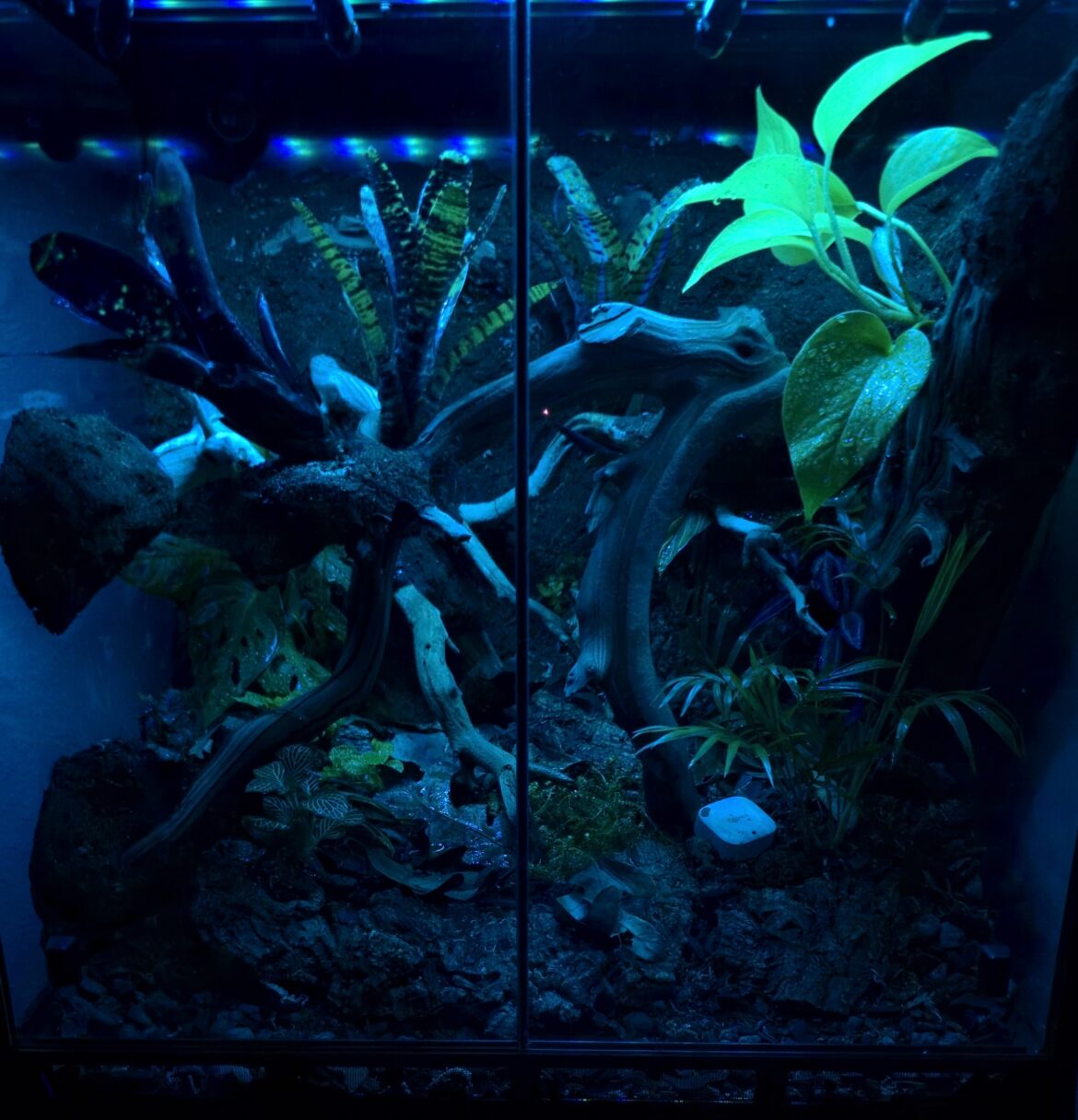 Low light picture of the vivarium