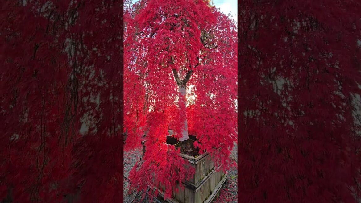 Japanese Maples at Iseli Nursery #gardening #japanesemaple #fallgarden #maple Japanese Maples at Iseli Nursery #gardening #japanesemaple #fallgarden #maple