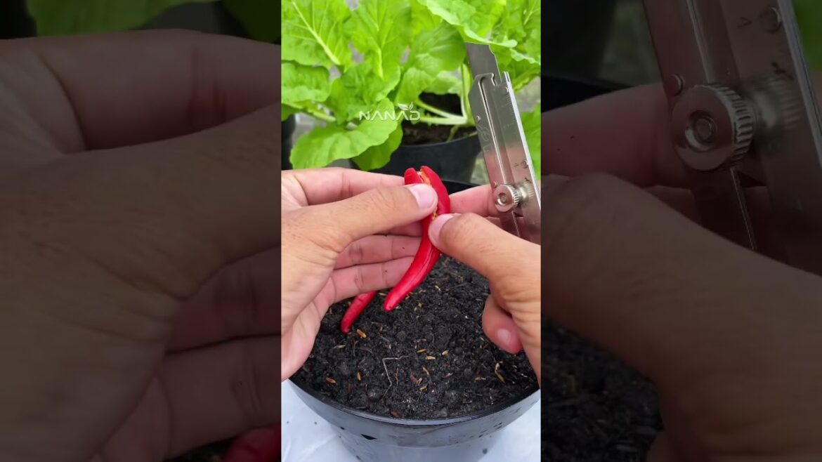 🌶️ Grow Chilies from Fresh Peppers! (Infinite Hack) 🌱✨ #shorts #gardening