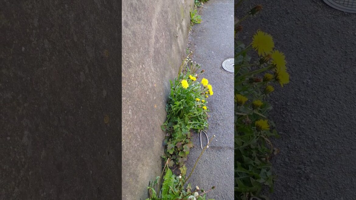 Look for edible plants #dandilion #wildedibles #nature Look for edible plants #dandilion #wildedibles #nature