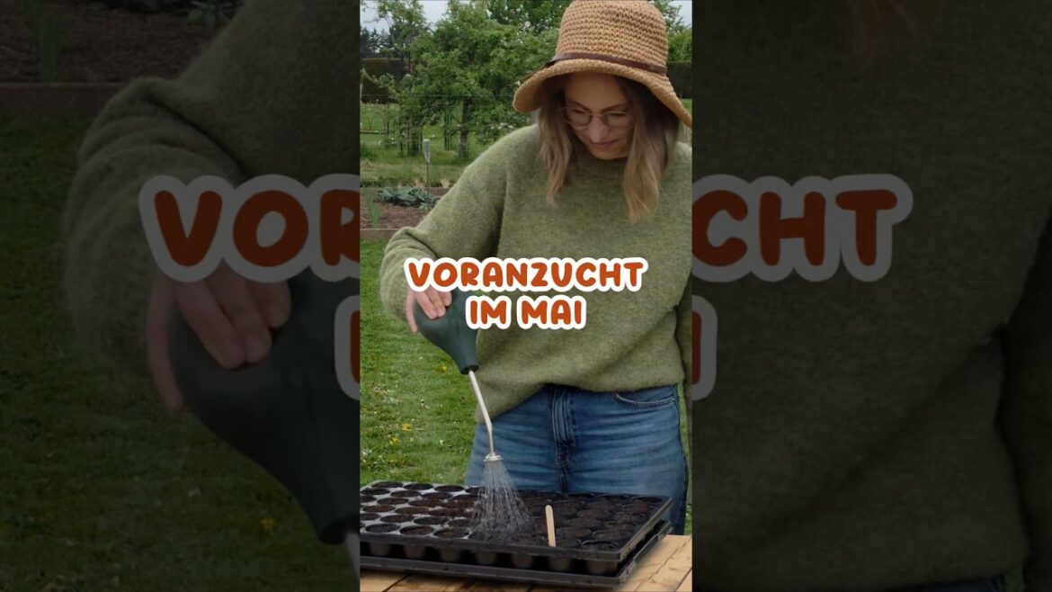 Welches Gemüse kann man jetzt im Mai vorziehen? 🌻🧡 #Gemüsegarten #Gemüsebeet #Gemüseanbau #Garten