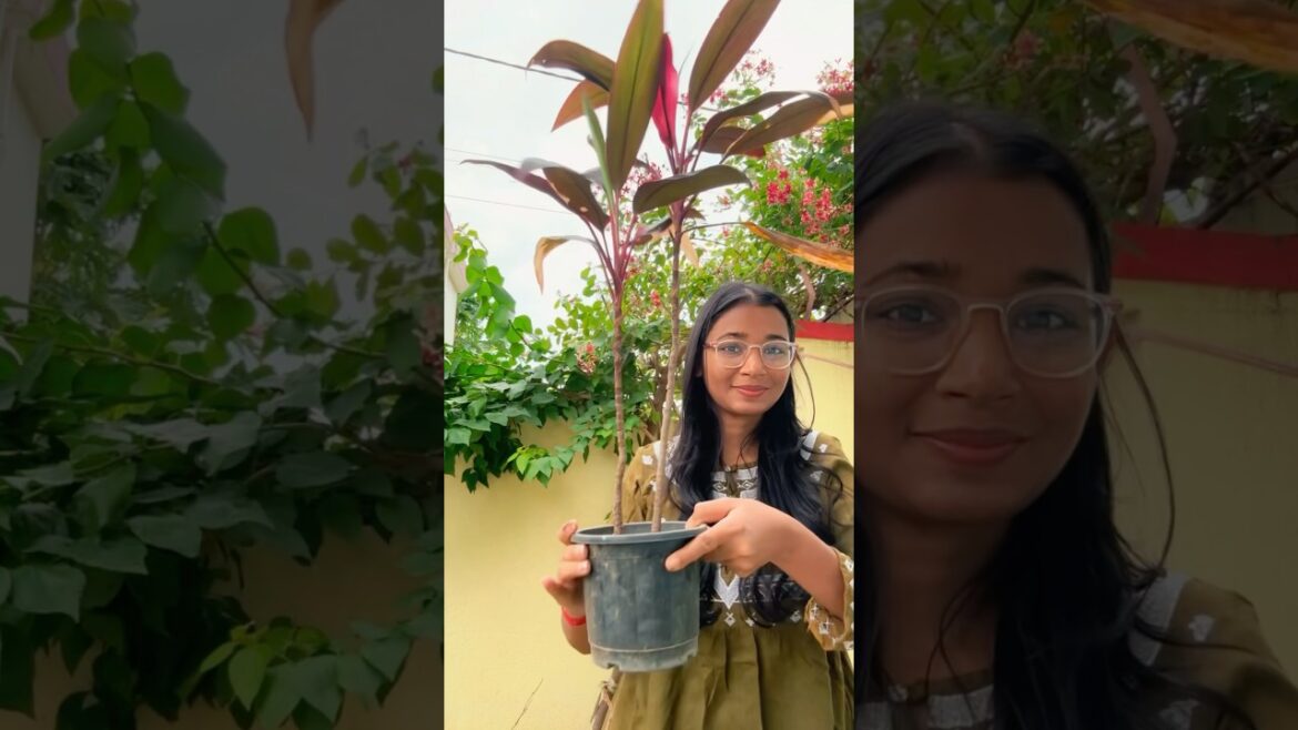 Chori kiye huye 5 poudhe #plants #gardening #gardeningtips