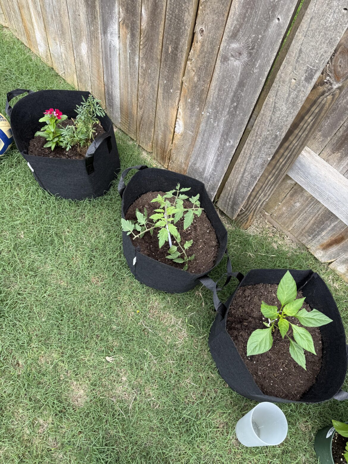 New to gardening and have made new enemies New to gardening and have made new enemies