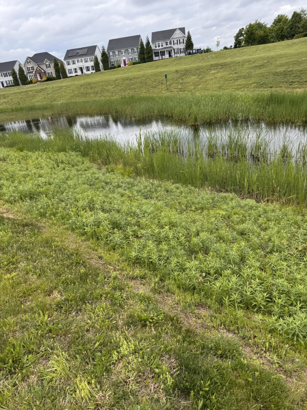incredible goldenrod patch growing by my pond