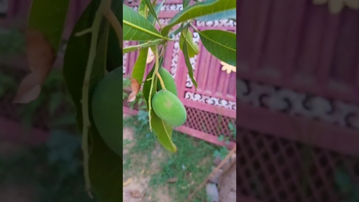 aam ka phed ... #shortvideo #garden #houseplants #trending #gardeningforbeginners #viral #plants