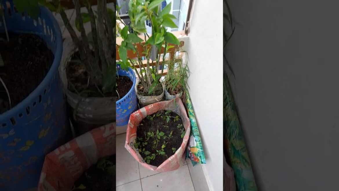 my mini garden 🏡 #garden