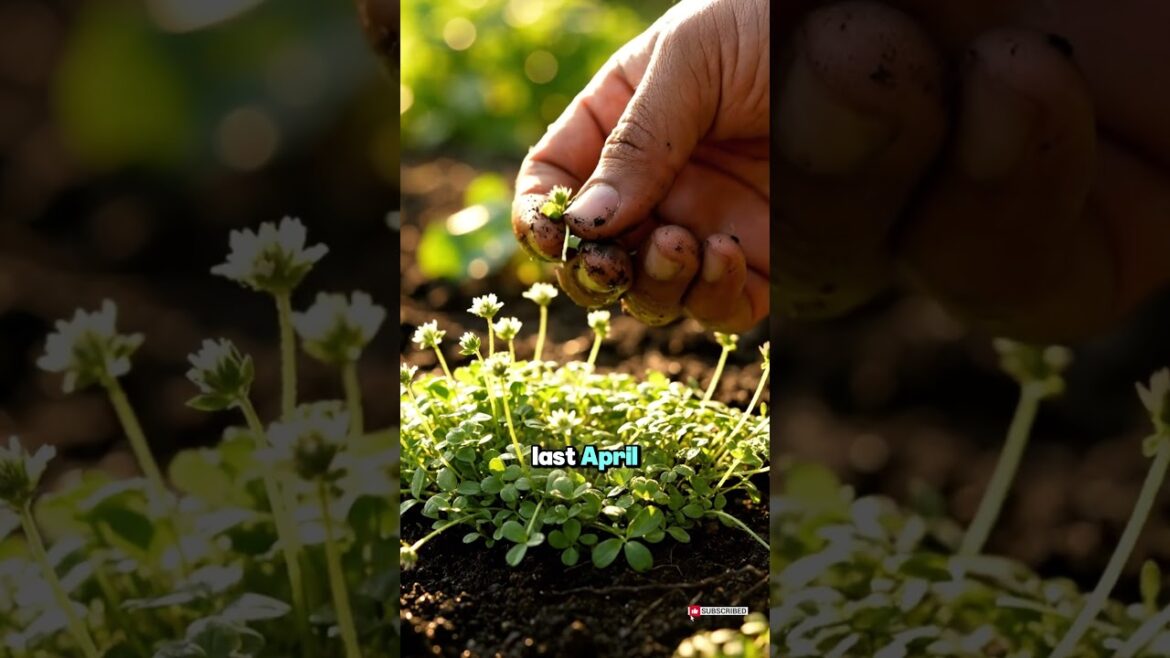 "These 6 Weeds Are Worth More Than Your Vegetable Garden"