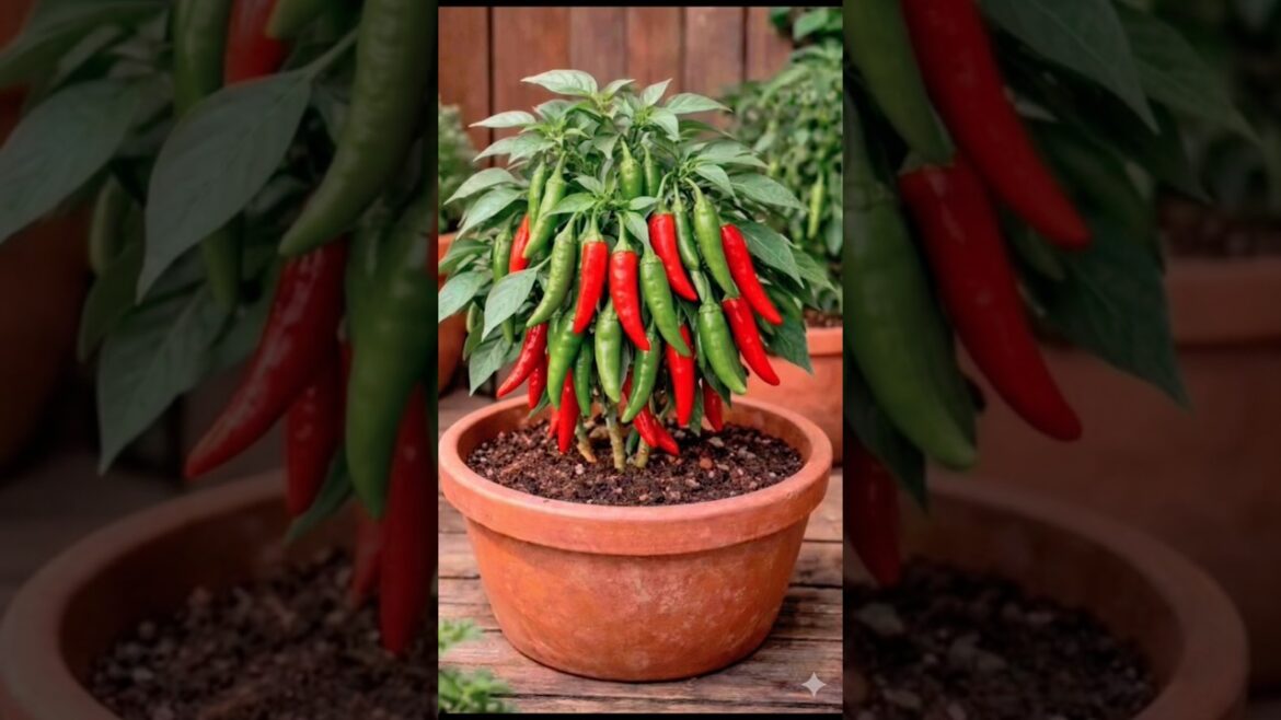 🌱🌶How To Grow 🔥 Chilli Plant At Home By Seeds!?How to Grow Cardamom Ilachi!?#short#viral#tranding 🌱🌶How To Grow 🔥 Chilli Plant At Home By Seeds!?How to Grow Cardamom Ilachi!?#short#viral#tranding