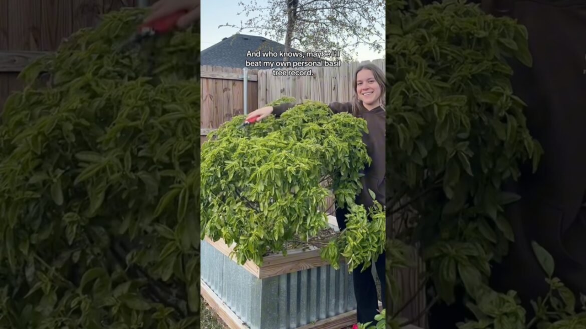 growing basil🌿 #springdiaries #garden #homegarden #backyardgardening #gardening #gardeningtips