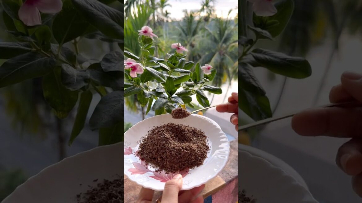 No Chemicals! 3 Natural Fertilizers for Endless Vinca Flowers #garden #plants #gardening No Chemicals! 3 Natural Fertilizers for Endless Vinca Flowers #garden #plants #gardening