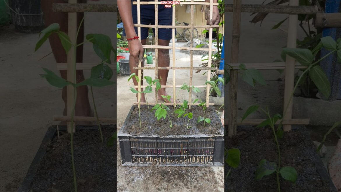 π± Yardlong Beans 10X Faster Growth π± | Plastic Crate Secret Method π₯ #shorts #yardlongbeans π± Yardlong Beans 10X Faster Growth π± | Plastic Crate Secret Method π₯ #shorts #yardlongbeans