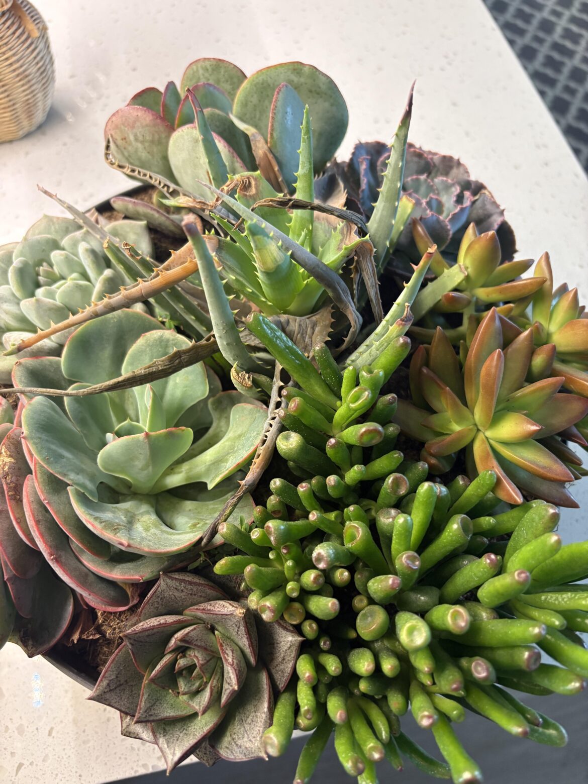My sister saved this absolute unit from getting thrown away