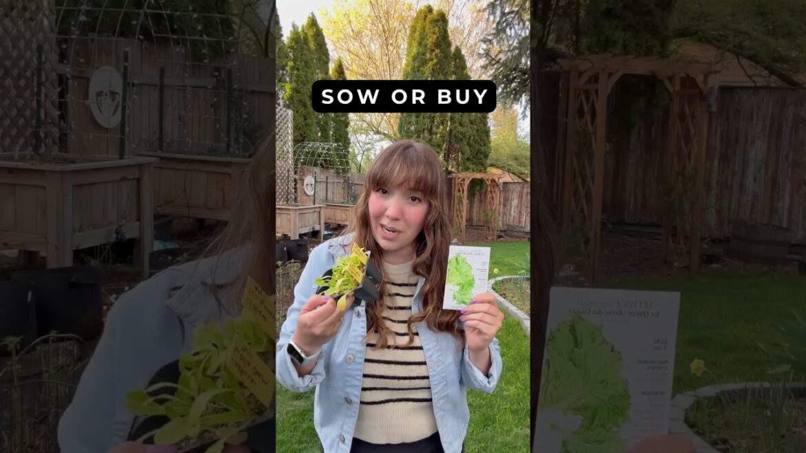 Yes, You Can Still Grow Lettuce From Seed (Do This Now) Yes, You Can Still Grow Lettuce From Seed (Do This Now)
