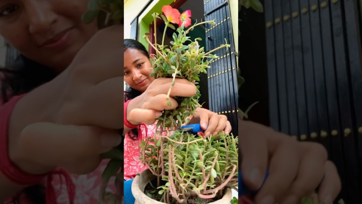 Purslane plant ko pura kaat diya? #plants #gardening #gardeningtips