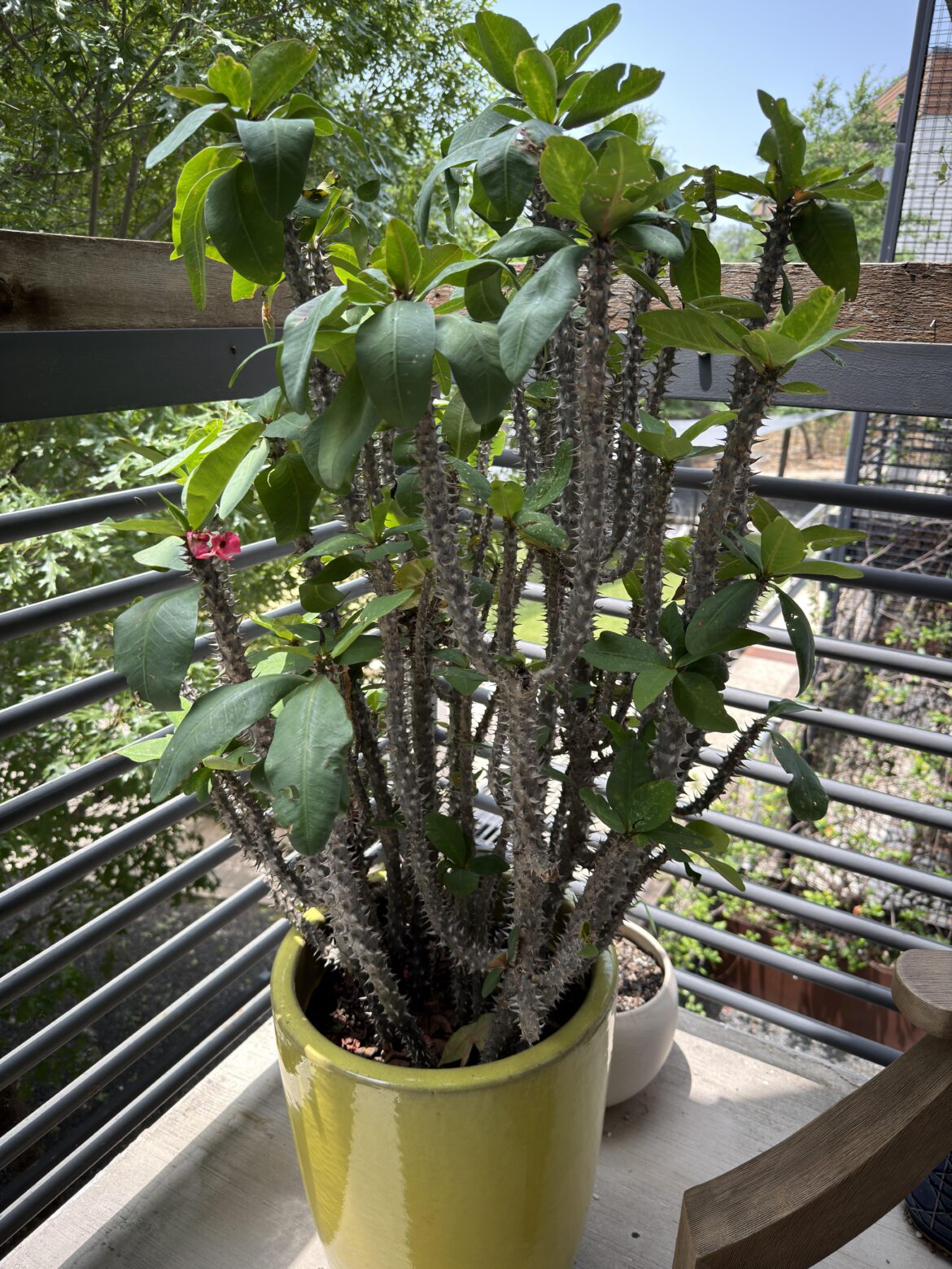 Help with Crown of Thorns Repotting