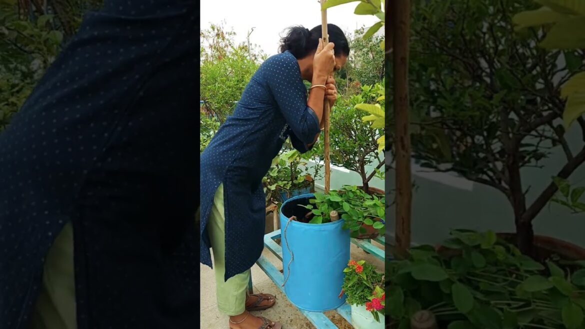 gardening#terracegardning #vegetablegardening #homegardening #garden.