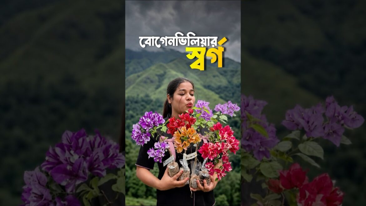 Rarest বোগেনভিলিয়া, যেগুলো কারো কাছে নেই 😵🌿 #lifestyle #bengali #gardening #bougainville