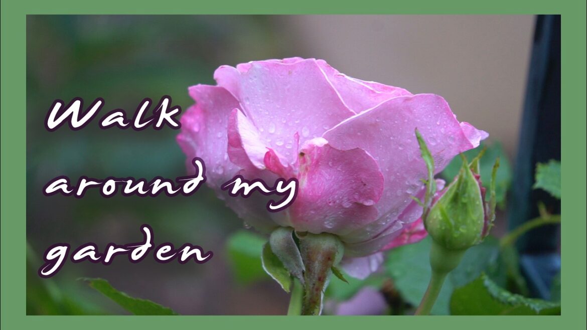 Wet Tennessee Morning | My Garden Sights & Sounds