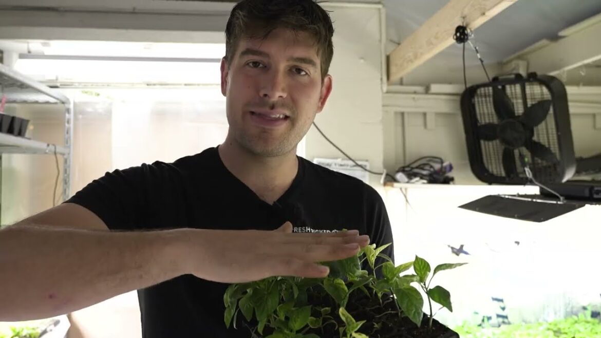 Here Is Why Your Seedlings are DYING