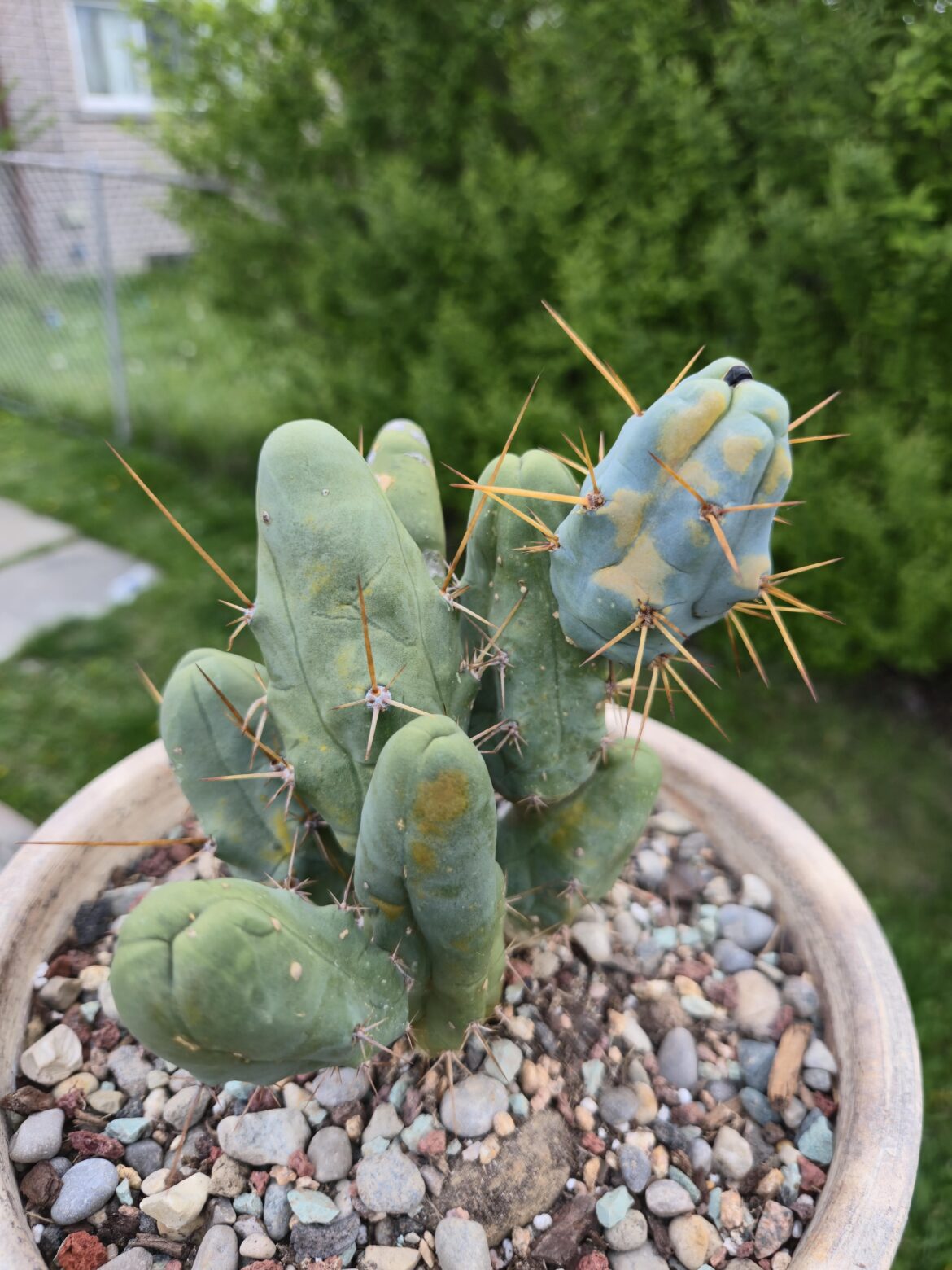 Rust fungus?