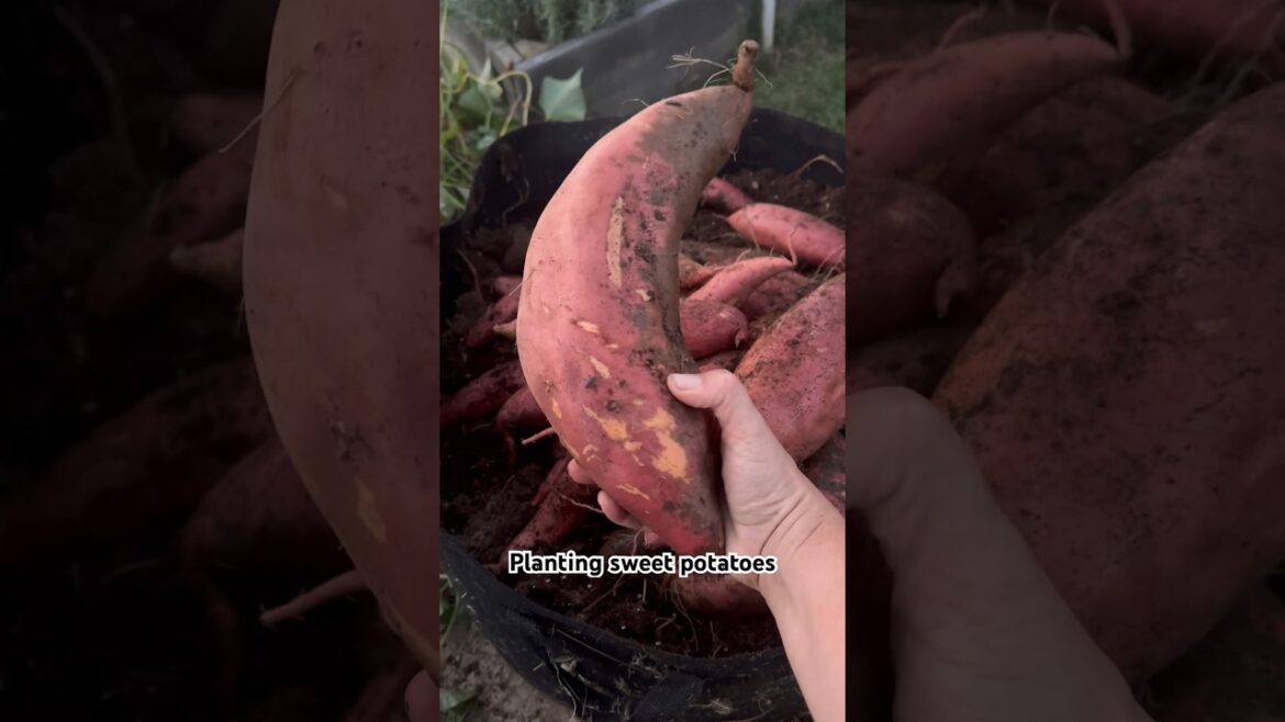 How To Grow TONS of Sweet Potatoes in a Small Space #sweetpotato #organicgardening How To Grow TONS of Sweet Potatoes in a Small Space #sweetpotato #organicgardening