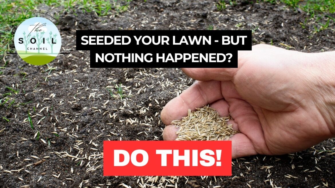 Overseeded Your Lawn? This Is Why Nothing Grew Overseeded Your Lawn? This Is Why Nothing Grew