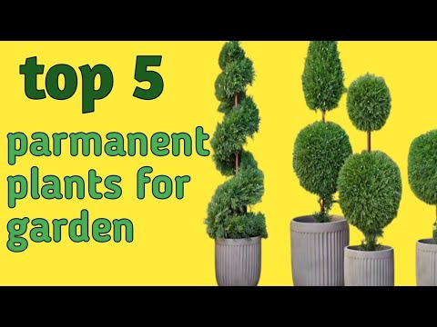 Top 5 parmanent plants for garden || garden trends plants Top 5 parmanent plants for garden || garden trends plants