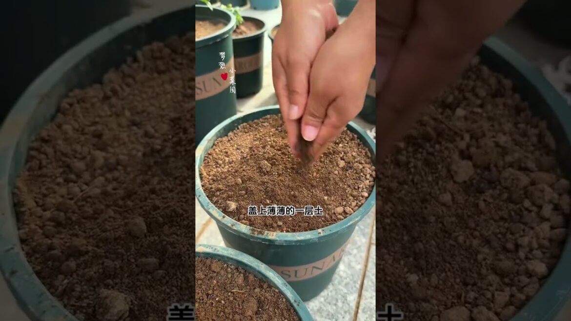 Title: Triple Pronged Water Spinach: The Ultimate Edible Plant Pot Wonder Title: Triple Pronged Water Spinach: The Ultimate Edible Plant Pot Wonder