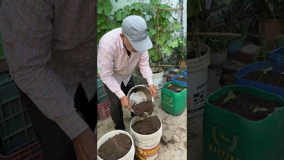 Planting Vegetables In Plastic Buckets #gardening #farming #plants #shorts