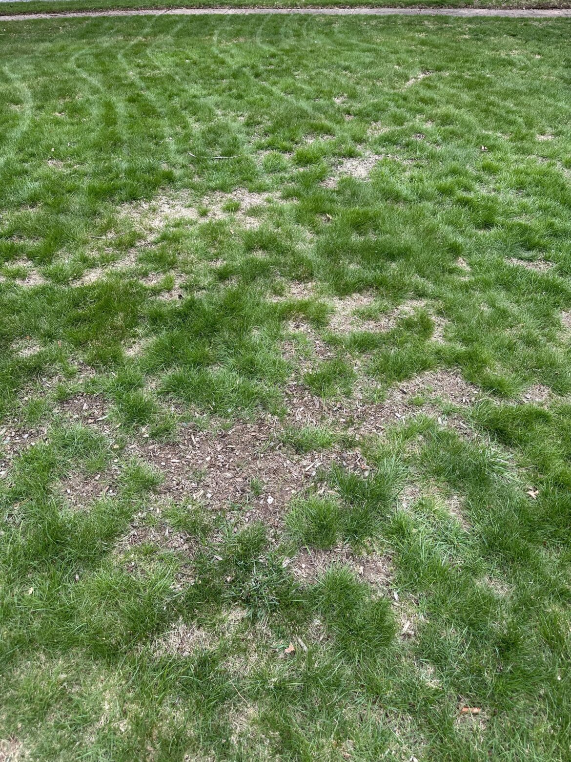 How can I fix my lawn up? North Central Mass. Details in comments.