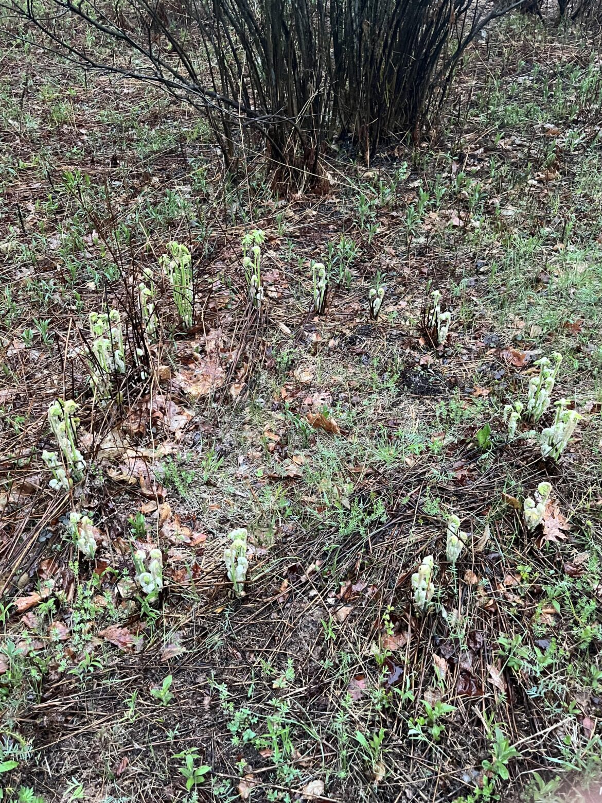 I have heard of mushrooms rings, but fern rings?