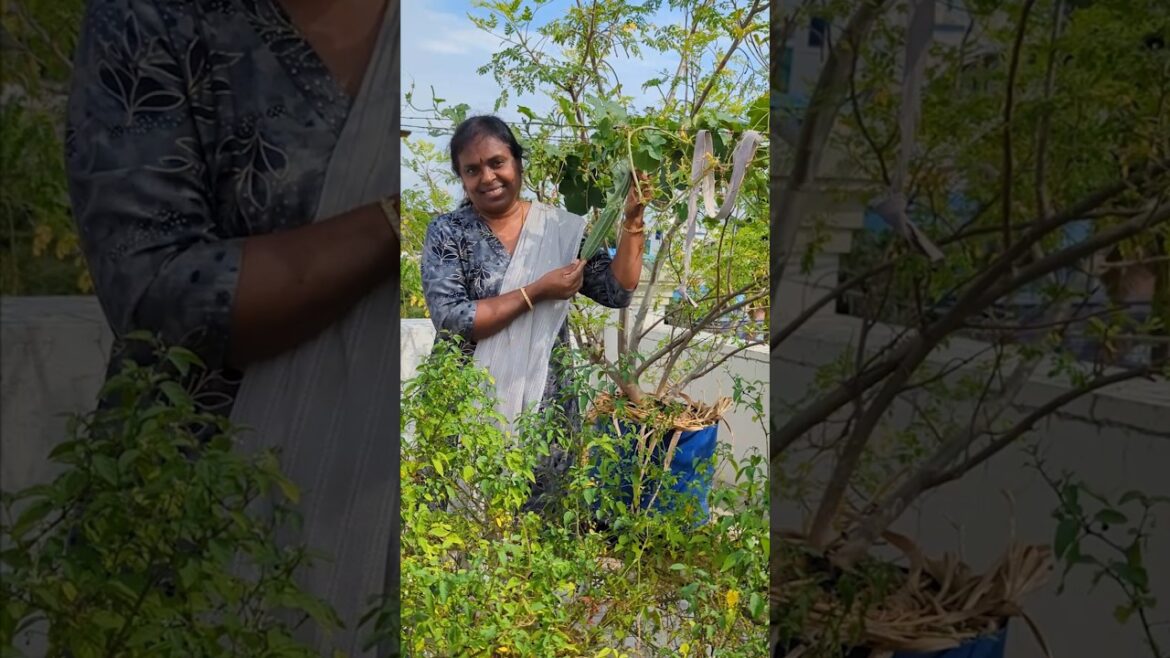 🌱அனைவரும் எளிதில் வளர்க்க 3 செடிகள் I 🪴 3 Easy Plants for Beginners #viral #shortsfeed #viralshorts 🌱அனைவரும் எளிதில் வளர்க்க 3 செடிகள் I 🪴 3 Easy Plants for Beginners #viral #shortsfeed #viralshorts