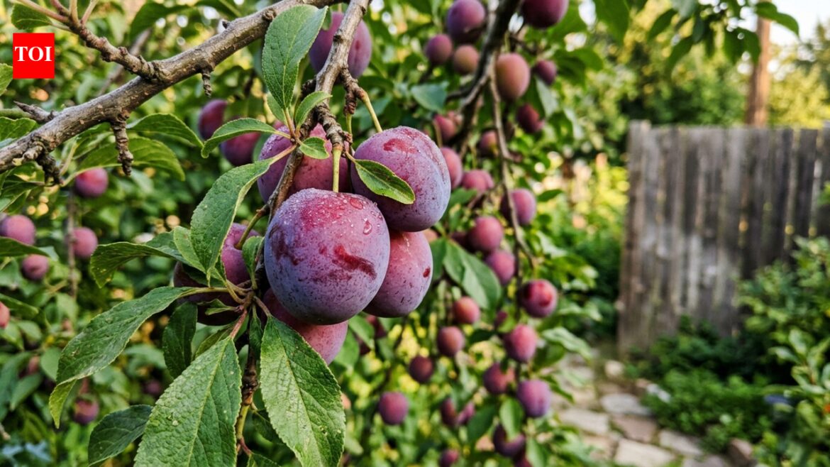 9 fruit trees you can grow in a small yard or patio | 9 fruit trees you can grow in a small yard or patio |