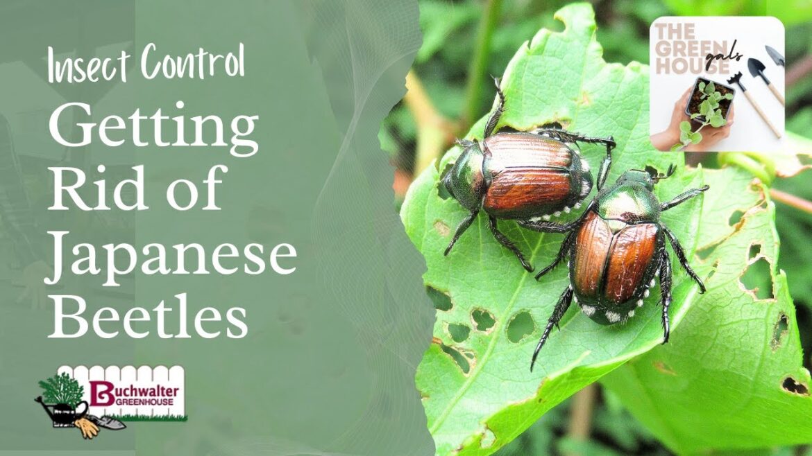 Getting Rid of Japanese Beetles! Our Top Products and Techniques for Garden Invaders Getting Rid of Japanese Beetles! Our Top Products and Techniques for Garden Invaders