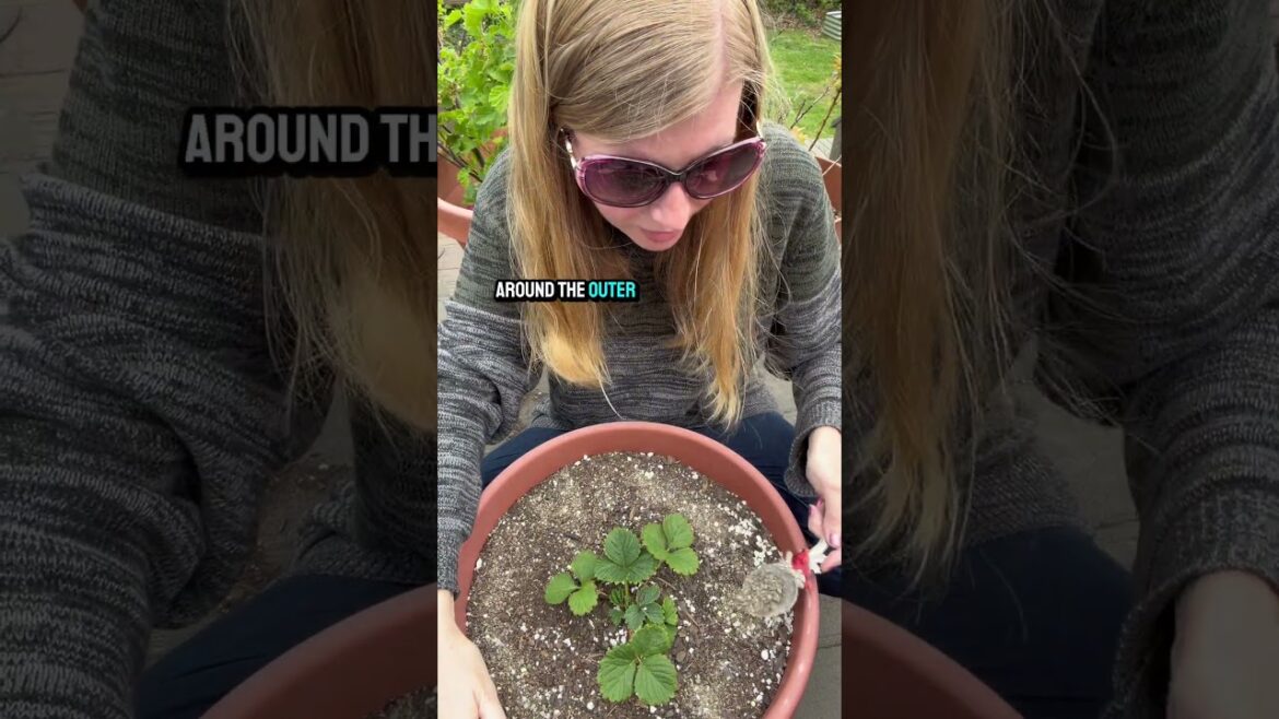 How To Fertilize Strawberries How To Fertilize Strawberries