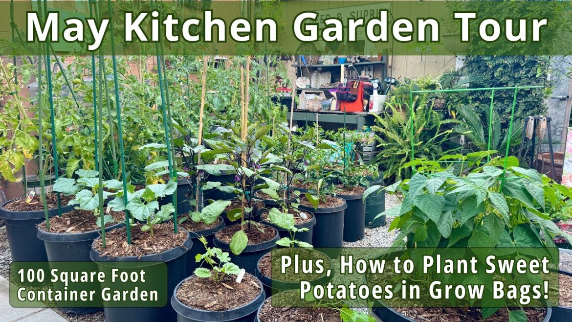 May Small Veggie Garden Tour & To Dos | Container Vegetable Gardening May Small Veggie Garden Tour & To Dos | Container Vegetable Gardening