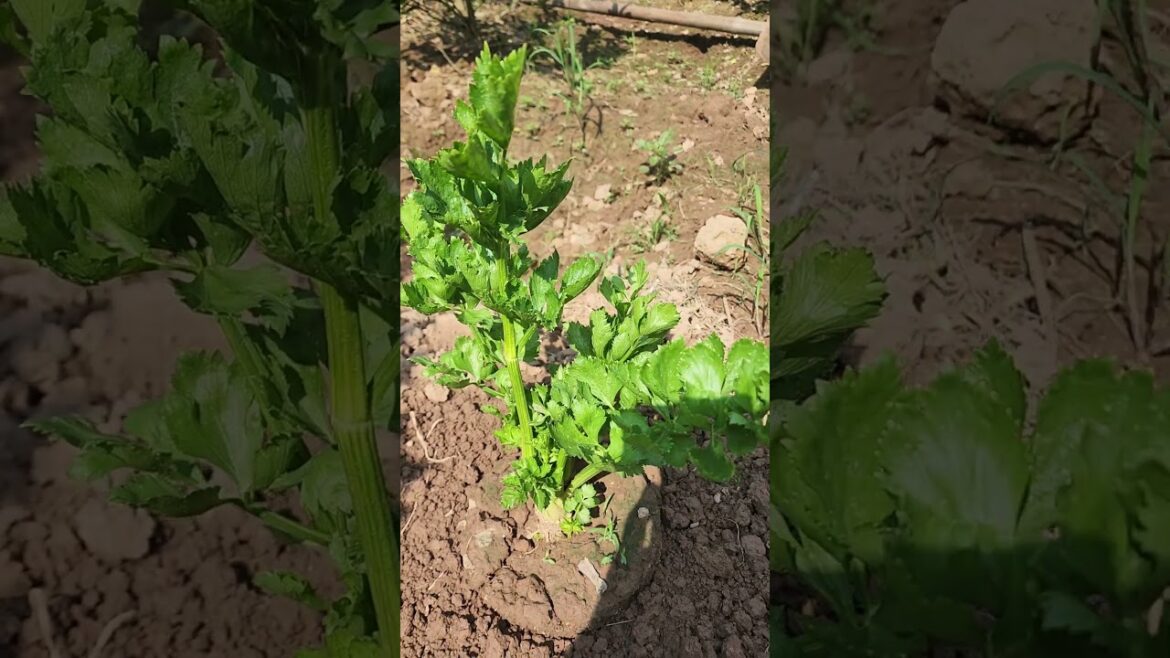 This is a very high-yielding celery variety. #Celery