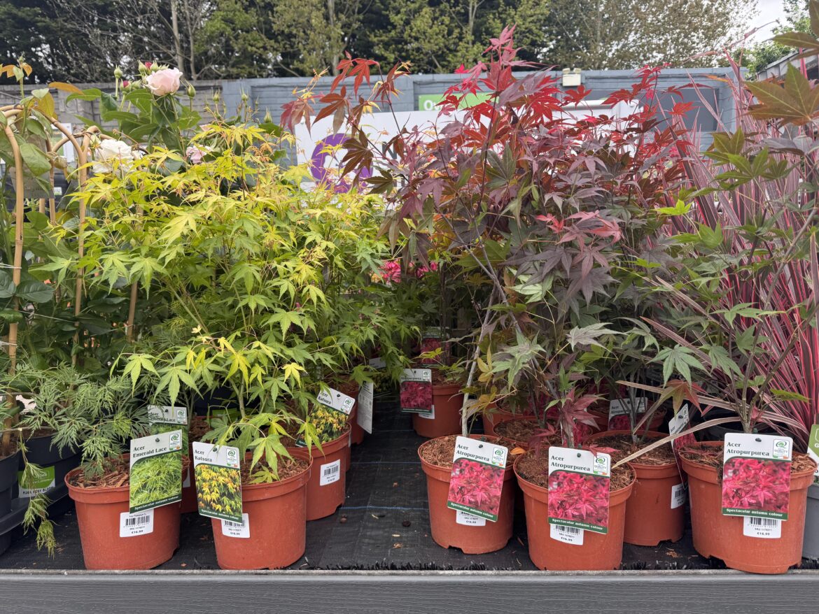 Acers in Woodies Kinsale Rd