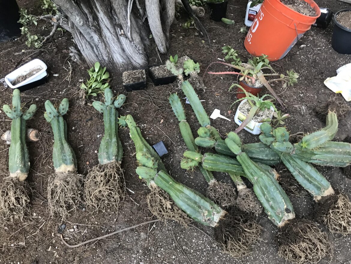 big overdue repot day