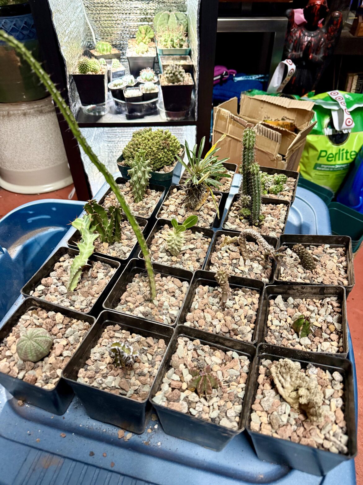 Finally got around to potting the new additions to the collection.