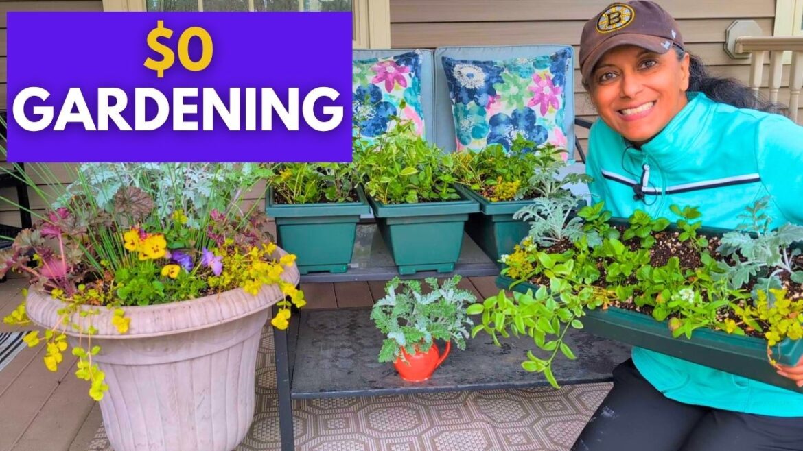 Sun Container Pot Ideas || Budget Gardening Sun Container Pot Ideas || Budget Gardening