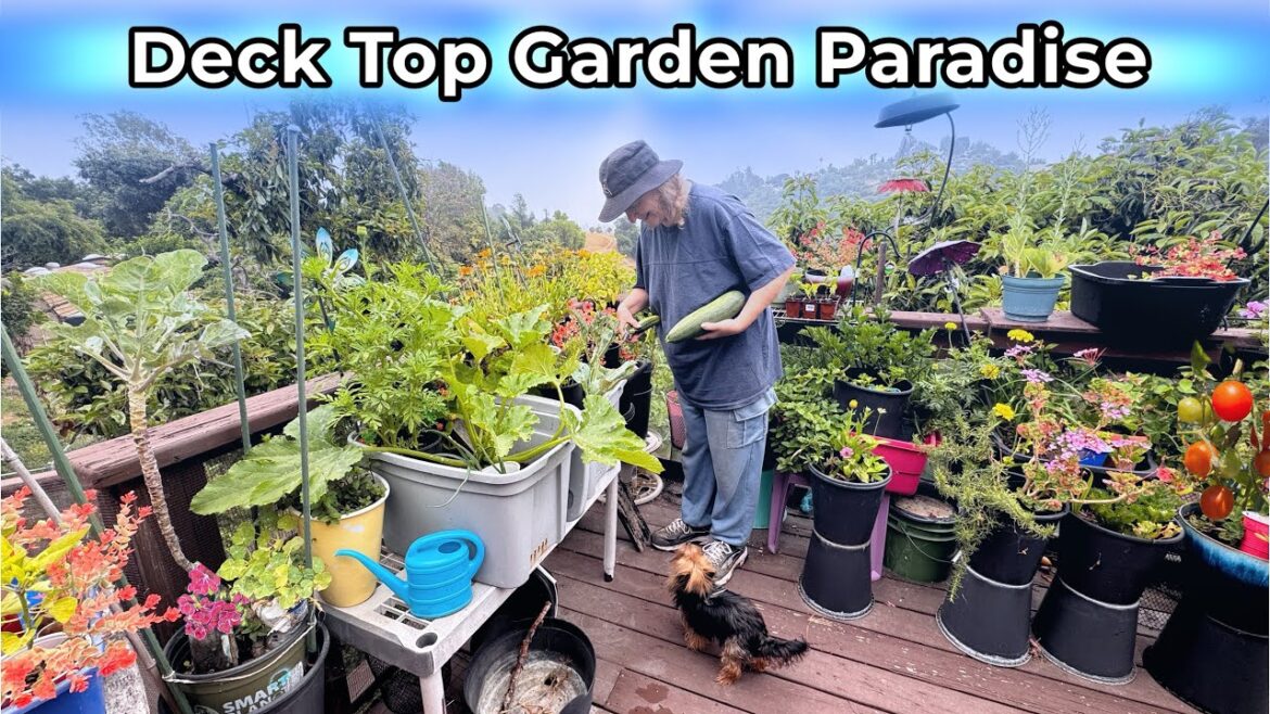 Grow Zucchini Successfully Container Gardening in Small Space Garden Raised Bed Garden for Beginners Grow Zucchini Successfully Container Gardening in Small Space Garden Raised Bed Garden for Beginners